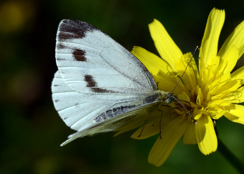 Pieris napi o mannii ? - Pieris napi